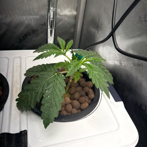 Honey Papaya #1 growlog timeline photo