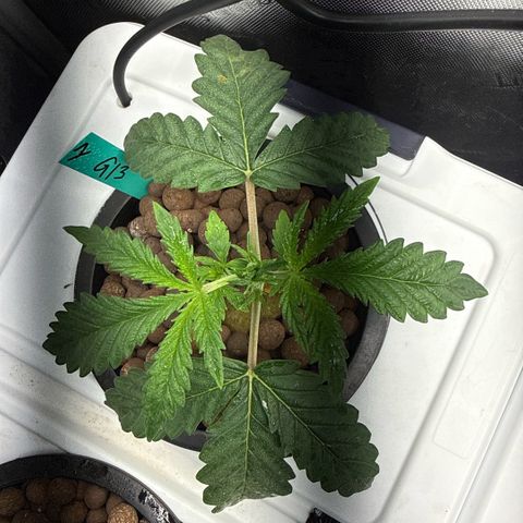Honey Papaya #1 growlog timeline photo