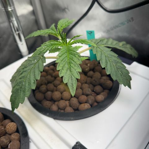 Honey Papaya #1 growlog timeline photo