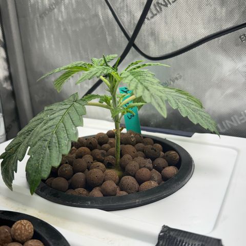 Honey Papaya #1 growlog timeline photo