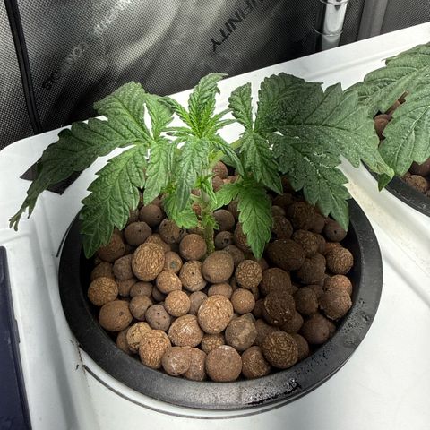 Honey Papaya #2 growlog timeline photo