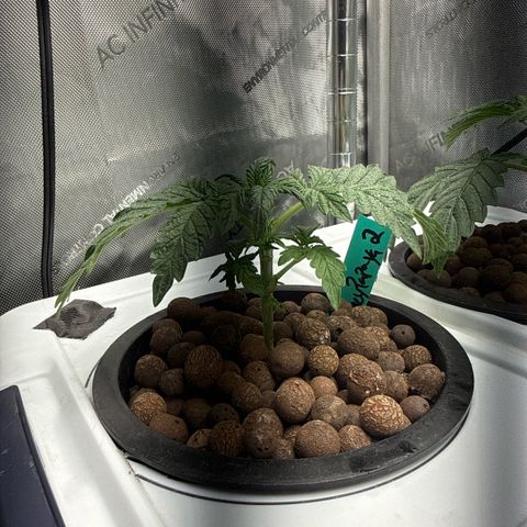 Honey Papaya #2 growlog timeline photo