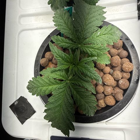 Honey Papaya #2 growlog timeline photo
