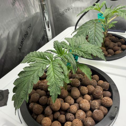Honey Papaya #2 growlog timeline photo