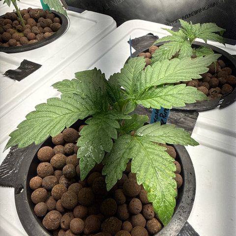Mimosa x Orange Punch #1 growlog timeline photo