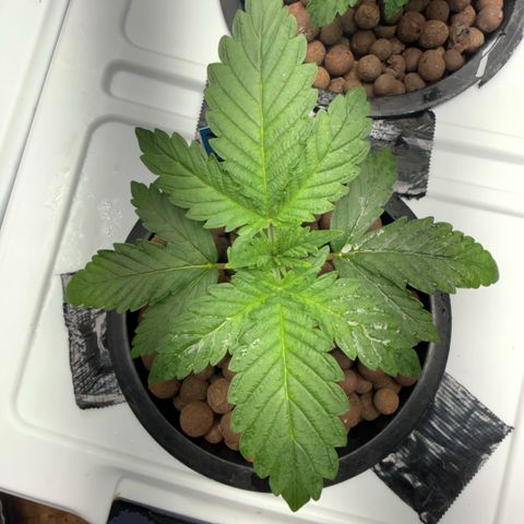Mimosa x Orange Punch #1 growlog timeline photo