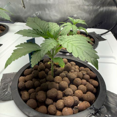 Mimosa x Orange Punch #1 growlog timeline photo