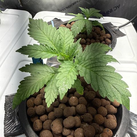 Mimosa x Orange Punch #1 growlog timeline photo