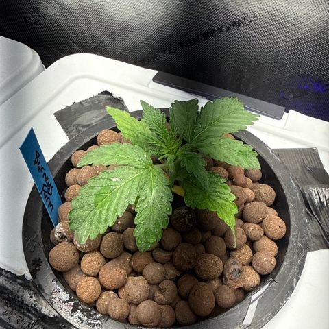 Mimosa x Orange Punch #2 growlog timeline photo