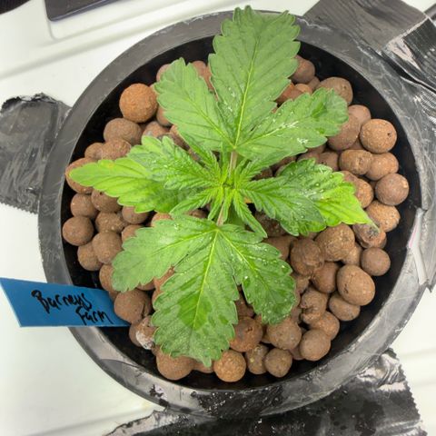 Mimosa x Orange Punch #2 growlog timeline photo