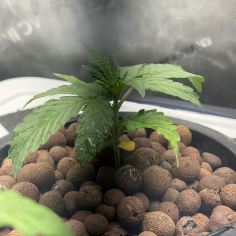 Mimosa x Orange Punch #2 growlog timeline photo