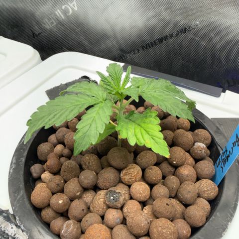 Mimosa x Orange Punch #2 growlog timeline photo