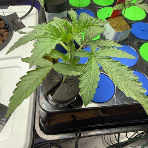 Zorros x Papaya Drip #2 growlog timeline photo