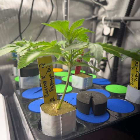 Zorros x Papaya Drip #2 growlog timeline photo