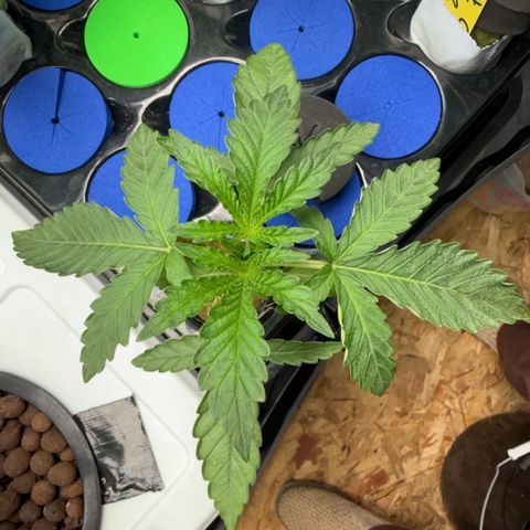 Zorros x Papaya Drip #2 growlog timeline photo