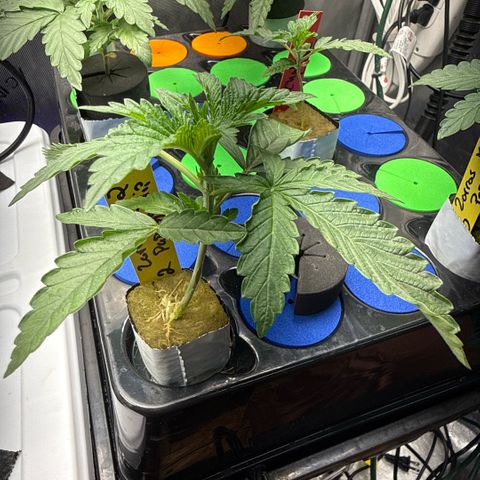 Zorros x Papaya Drip #2 growlog timeline photo