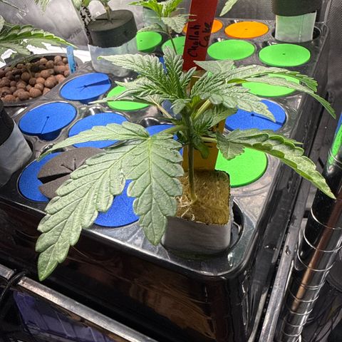 Zorros x Papaya Drip #3 growlog timeline photo