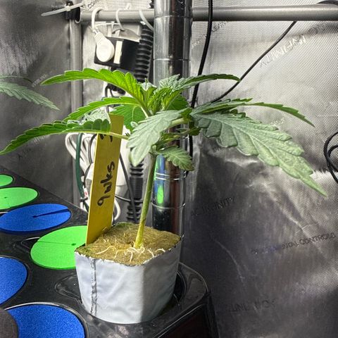 Zorros x Papaya Drip #3 growlog timeline photo