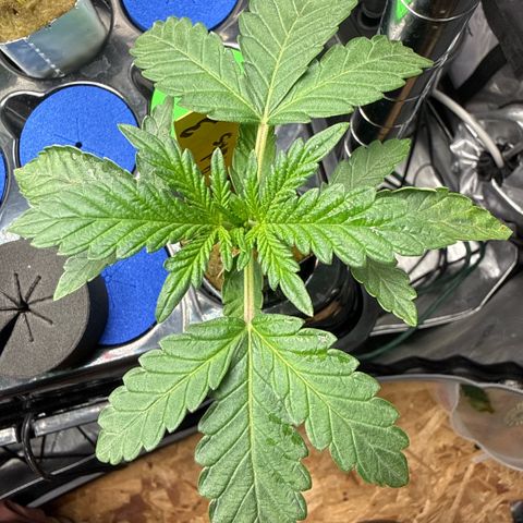 Zorros x Papaya Drip #3 growlog timeline photo