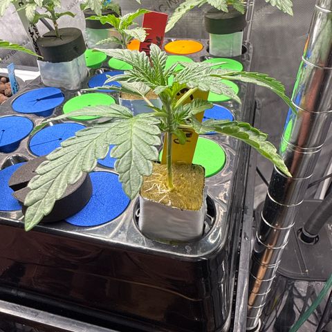 Zorros x Papaya Drip #3 growlog timeline photo