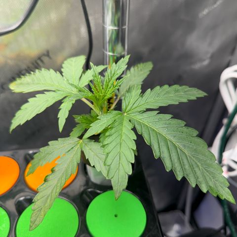 Zorros x Papaya Drip #1 growlog timeline photo