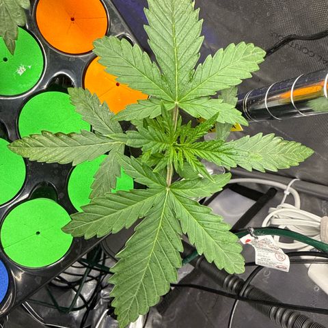 Zorros x Papaya Drip #1 growlog timeline photo