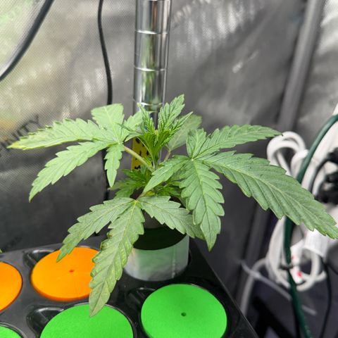 Zorros x Papaya Drip #1 growlog timeline photo