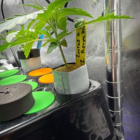 Zorros x Papaya Drip #1 growlog timeline photo
