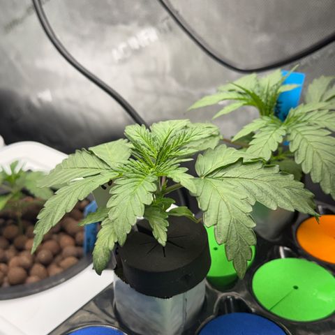 Papaya Frosting #2 growlog timeline photo
