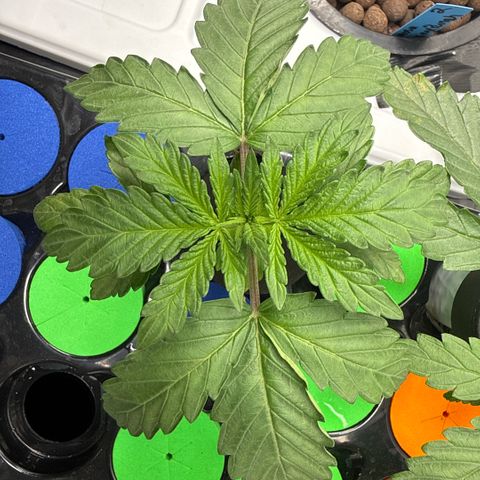 Papaya Frosting #2 growlog timeline photo