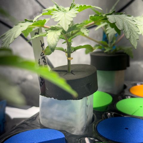 Papaya Frosting #2 growlog timeline photo