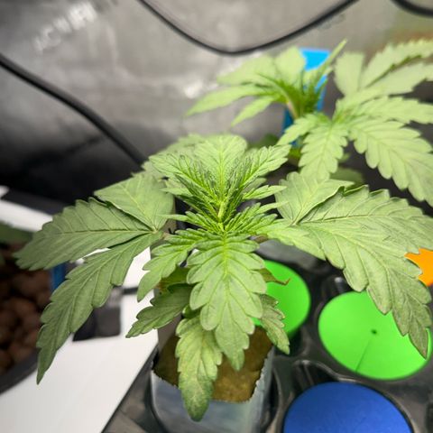 Papaya Frosting #2 growlog timeline photo