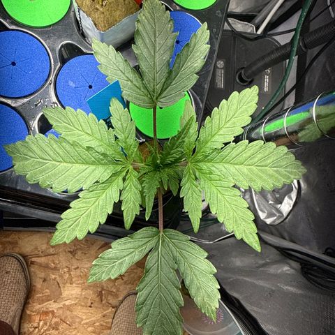 Humboldt Uppercut growlog timeline photo