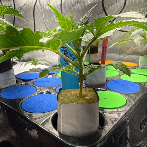 Humboldt Uppercut growlog timeline photo
