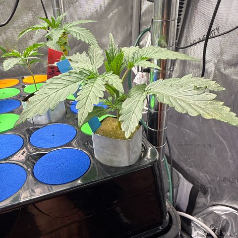 Humboldt Uppercut growlog timeline photo