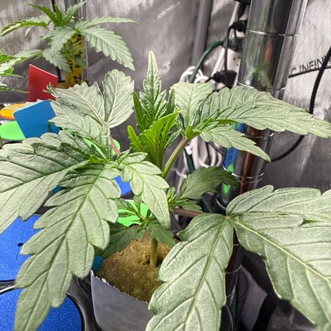 Humboldt Uppercut growlog timeline photo