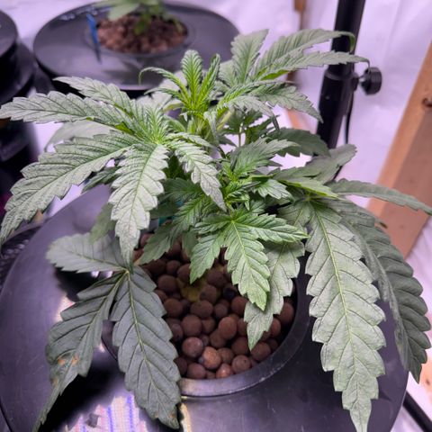 Honey Papaya #1 growlog timeline photo
