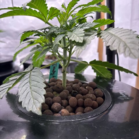 Honey Papaya #1 growlog timeline photo