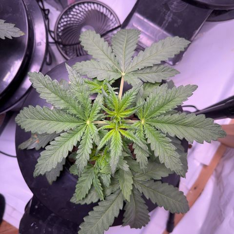 Honey Papaya #1 growlog timeline photo