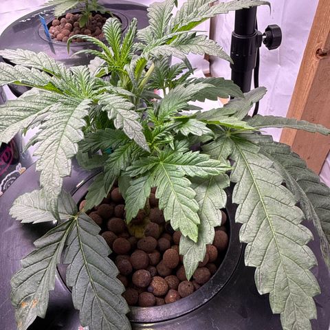 Honey Papaya #1 growlog timeline photo