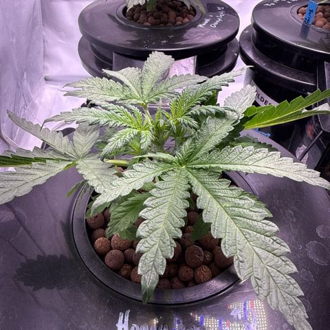 Honey Papaya #2 growlog timeline photo