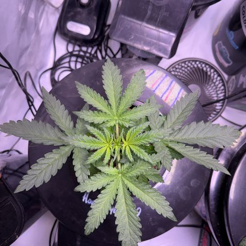 Honey Papaya #2 growlog timeline photo