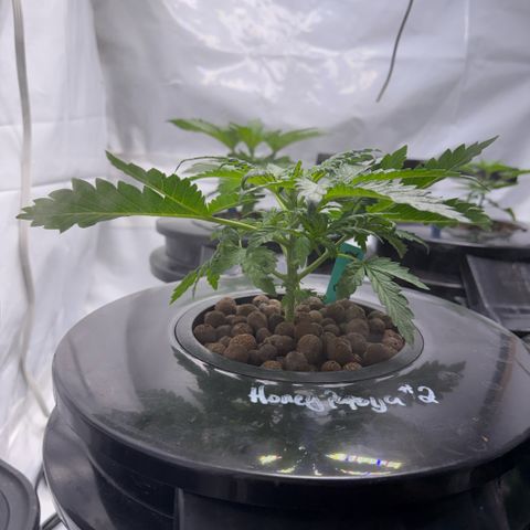Honey Papaya #2 growlog timeline photo