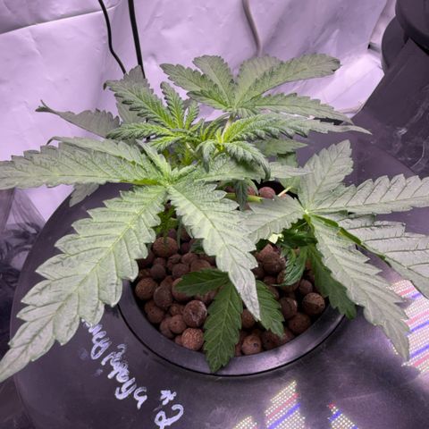 Honey Papaya #2 growlog timeline photo