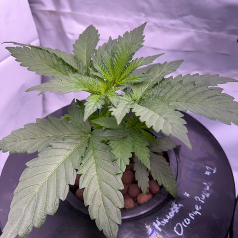 Mimosa x Orange Punch #1 growlog timeline photo