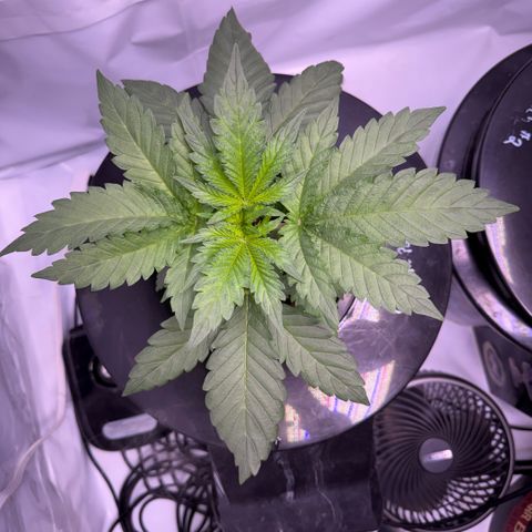 Mimosa x Orange Punch #1 growlog timeline photo