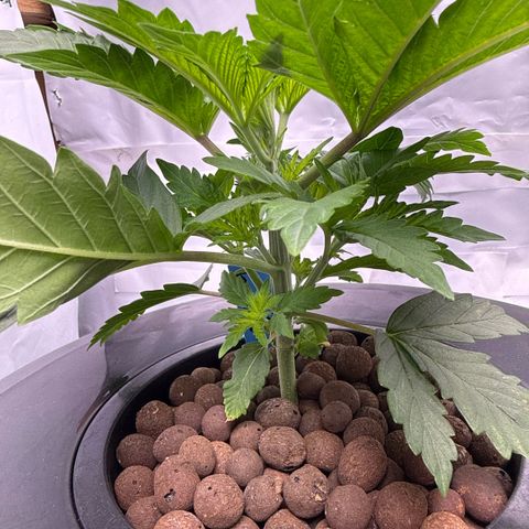 Mimosa x Orange Punch #1 growlog timeline photo