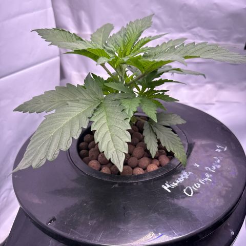 Mimosa x Orange Punch #1 growlog timeline photo