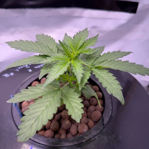 Mimosa x Orange Punch #2 growlog timeline photo