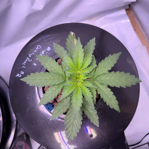 Mimosa x Orange Punch #2 growlog timeline photo